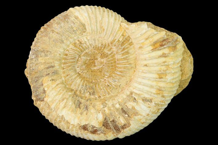 Jurassic Ammonite (Perisphinctes) Fossil - Madagascar #140407